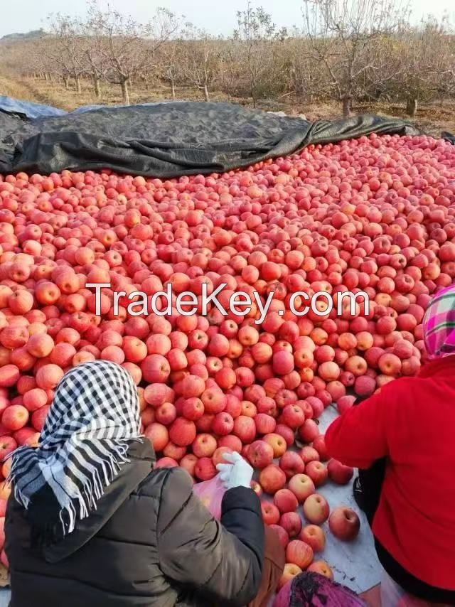 Fuji Apples