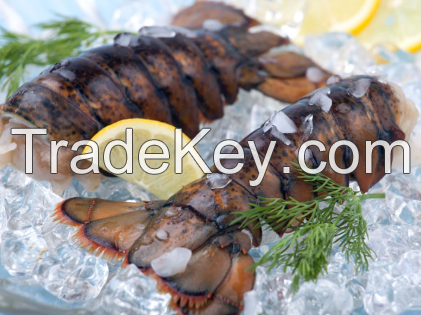 Selling Frozen Lobster in cheap price 