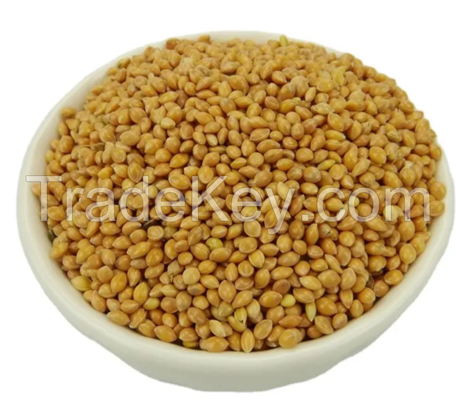 Guaranteed Quality Organic Millet Grains Yellow Broomcorn Millet 