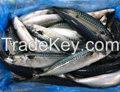 Frozen Mackerel fish for sale 