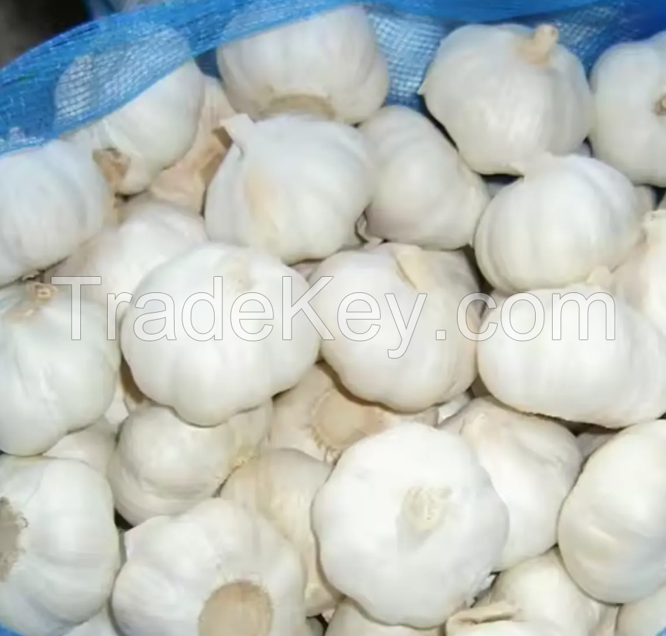 Best Grade Fresh Garlics For Sale