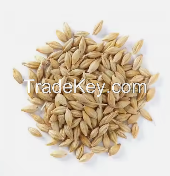 Premium Quality Barley