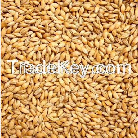 Wheat Grain Export in Cheap price 