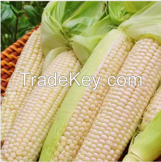 EXPORT-QUALITY NON GMO WHITE CORN