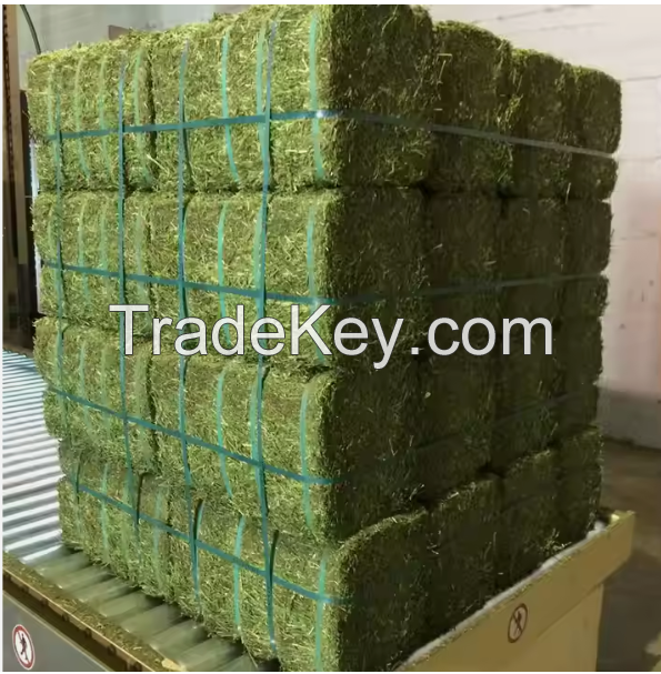 Hot selling Alfalfa Hay, cow feed for sale 