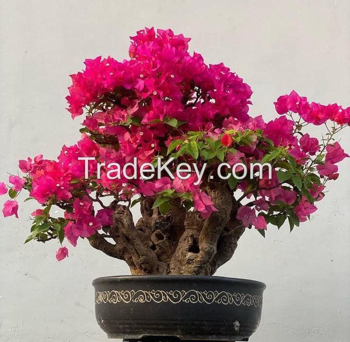 wholesale Bougainvillea Bonsai