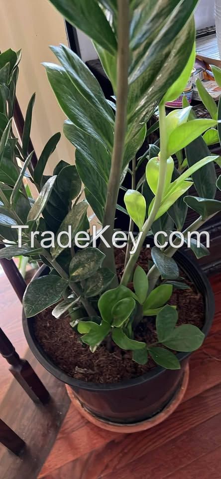 Zamioculcas zamiifolia ZZ Plant