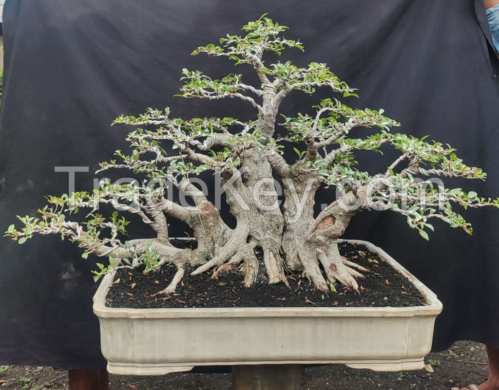 Premium Wholesale Ficus Bonsai