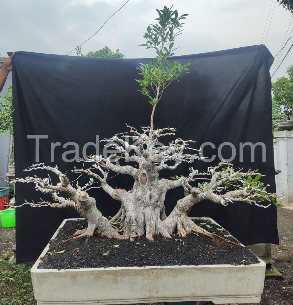 Premium Wholesale Ficus Bonsai