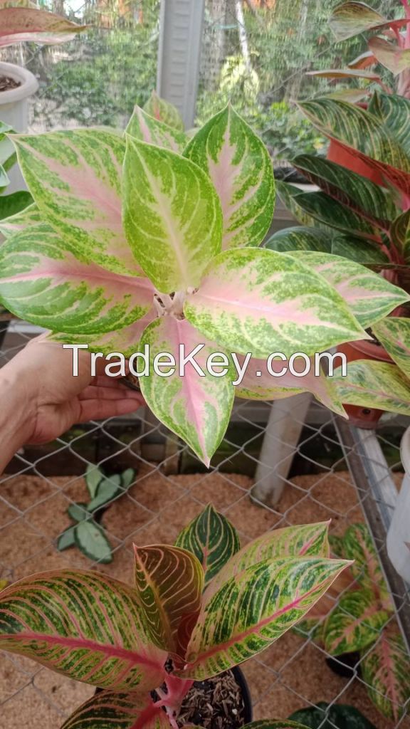 Aglaonema Plants - Premium Varieties for Export