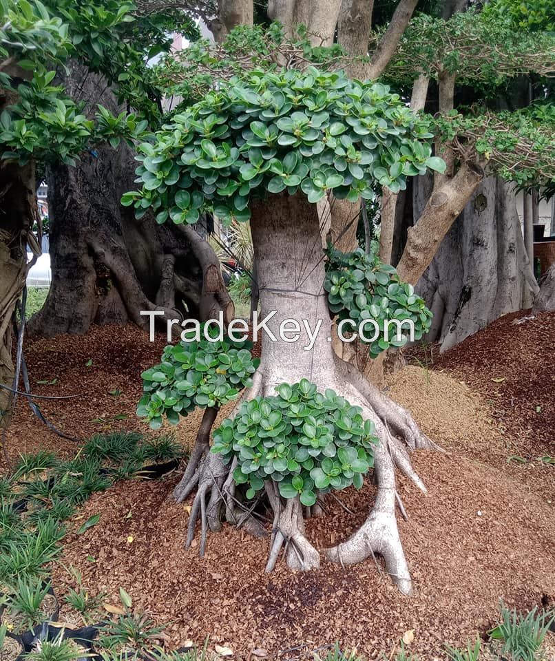 Ficus Micropana (dollar Banyan/korean Banyan Bonsai)