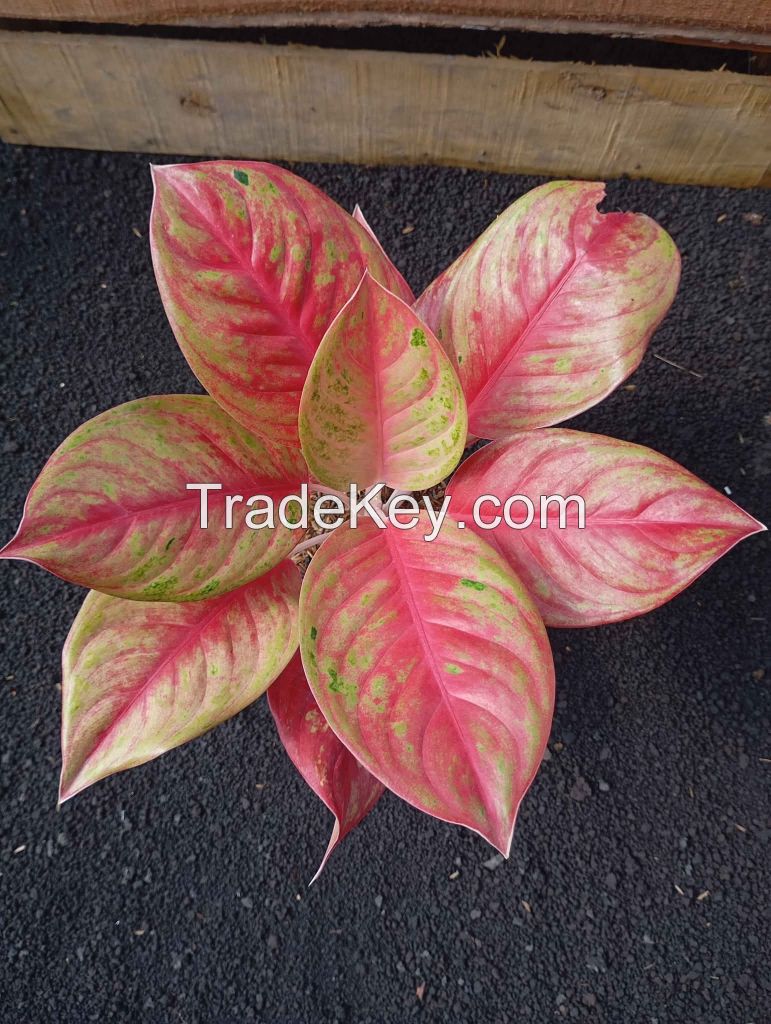 Aglaonema Plants - Premium Varieties for Export