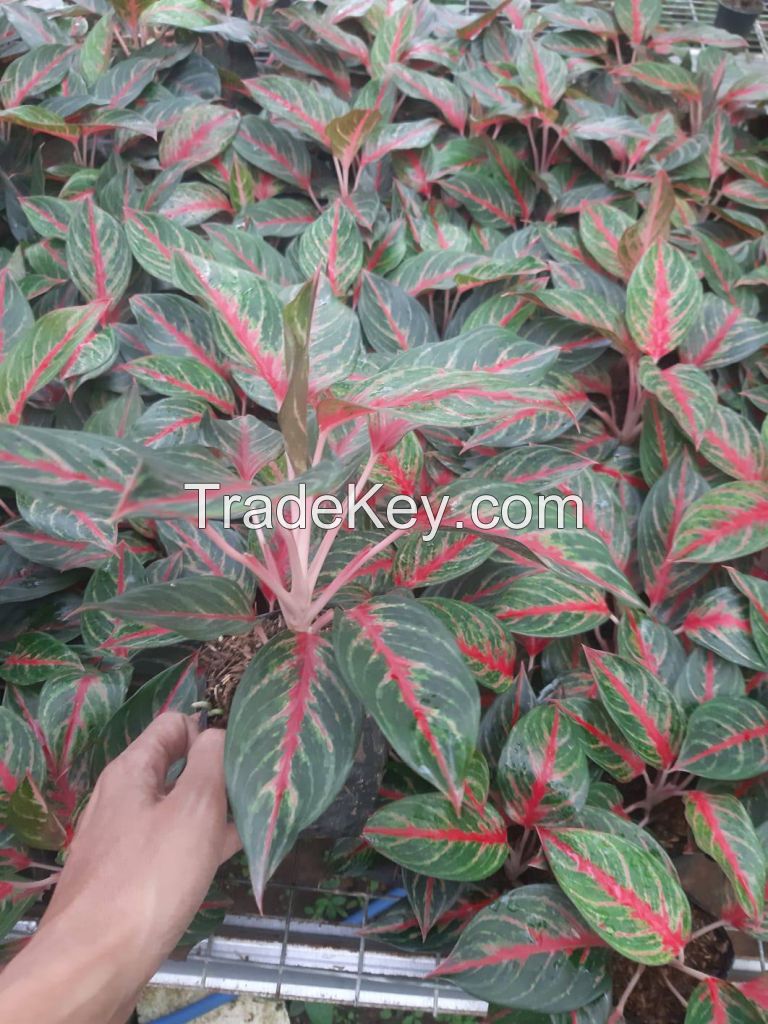 Aglaonema Plants - Premium Varieties for Export