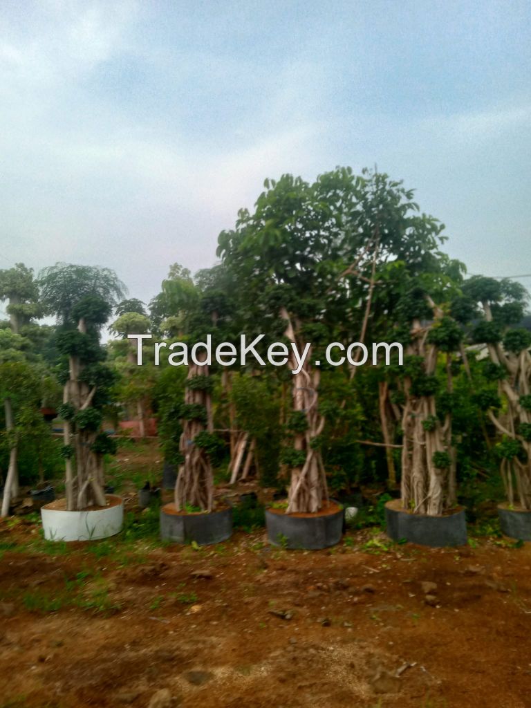 Ficus Micropana (dollar Banyan/korean Banyan Bonsai)