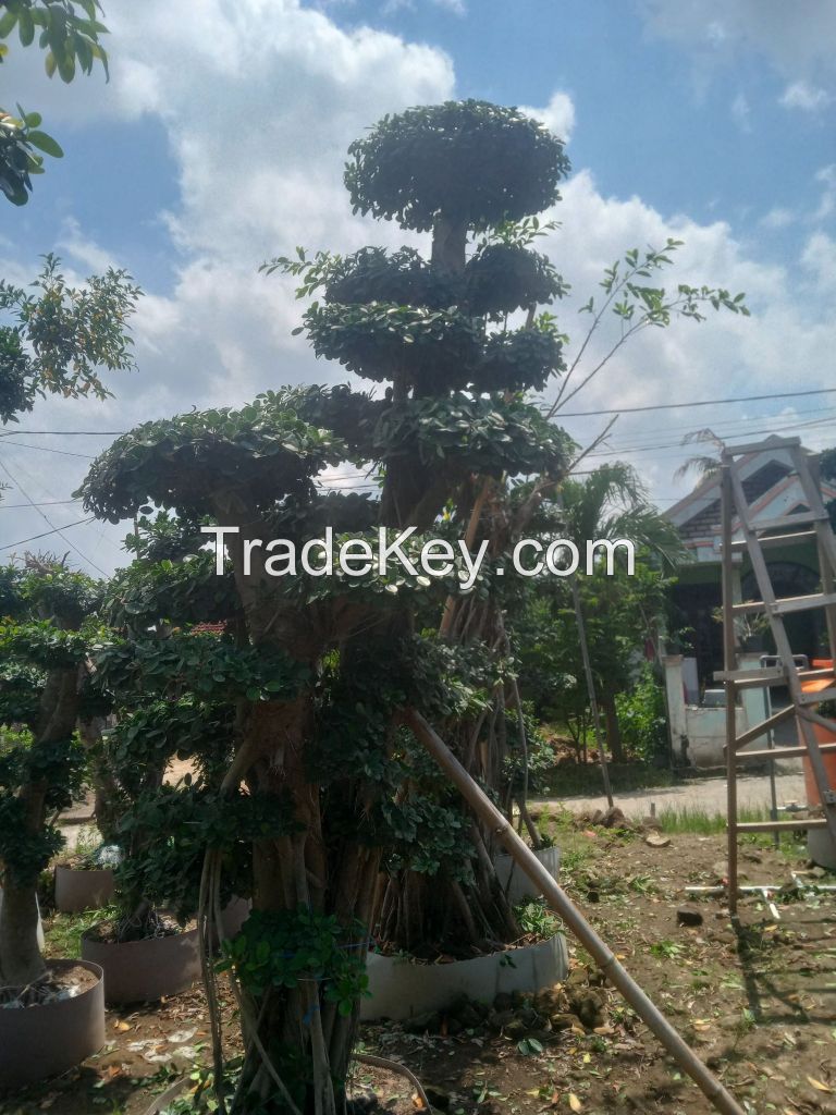 Ficus Micropana (Dollar Banyan/Korean Banyan Bonsai)