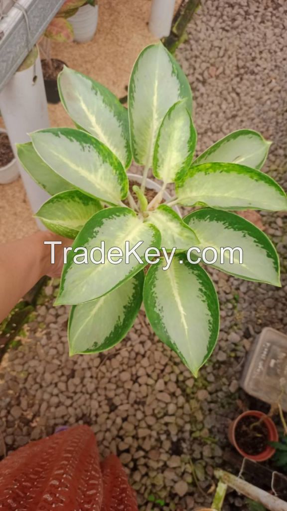 Aglaonema - Wide Variety for Export