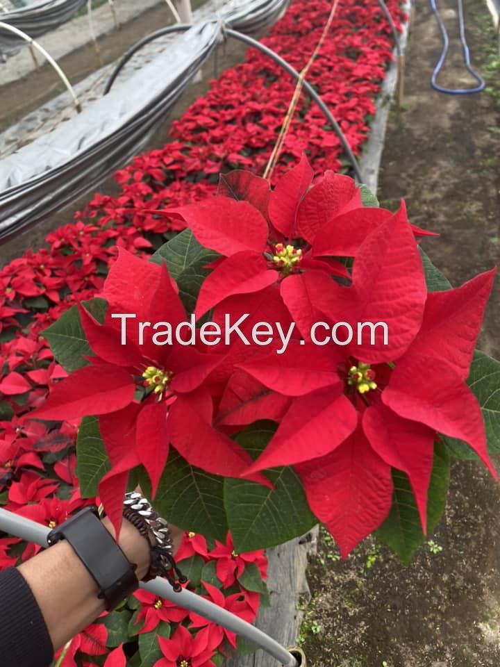 Poinsettia