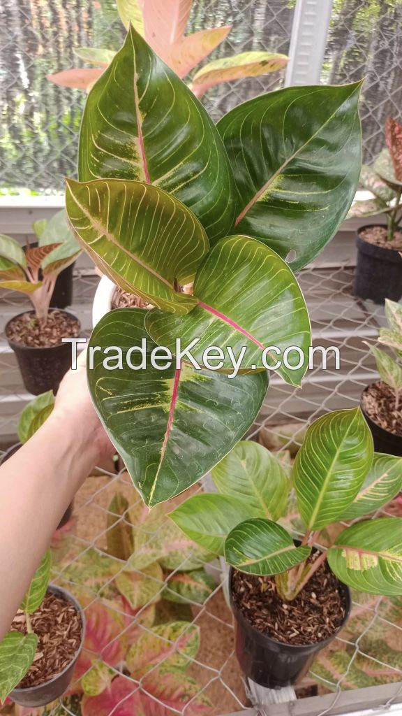 Aglaonema - Wide Variety for Export