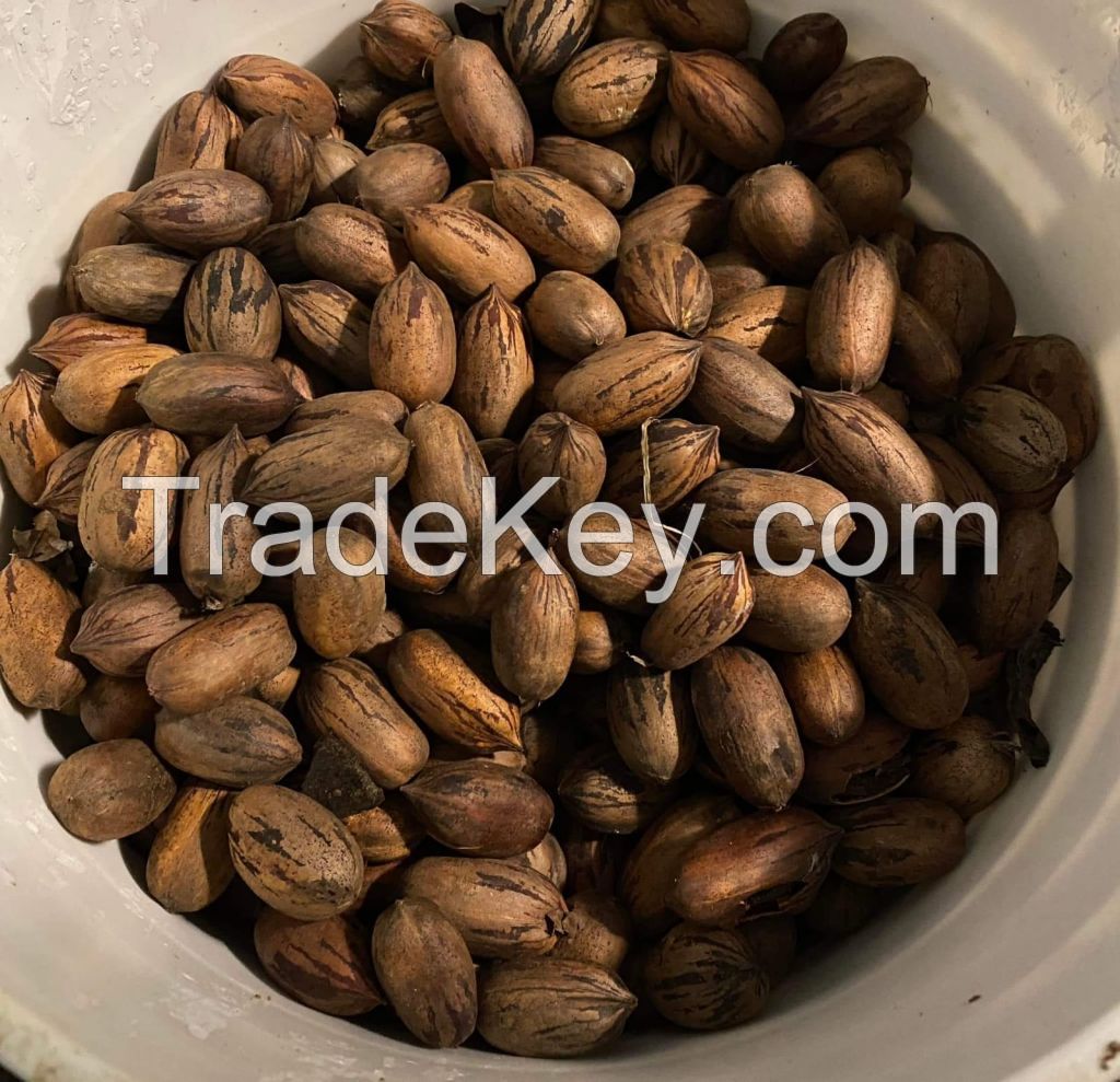 Pecan Nuts