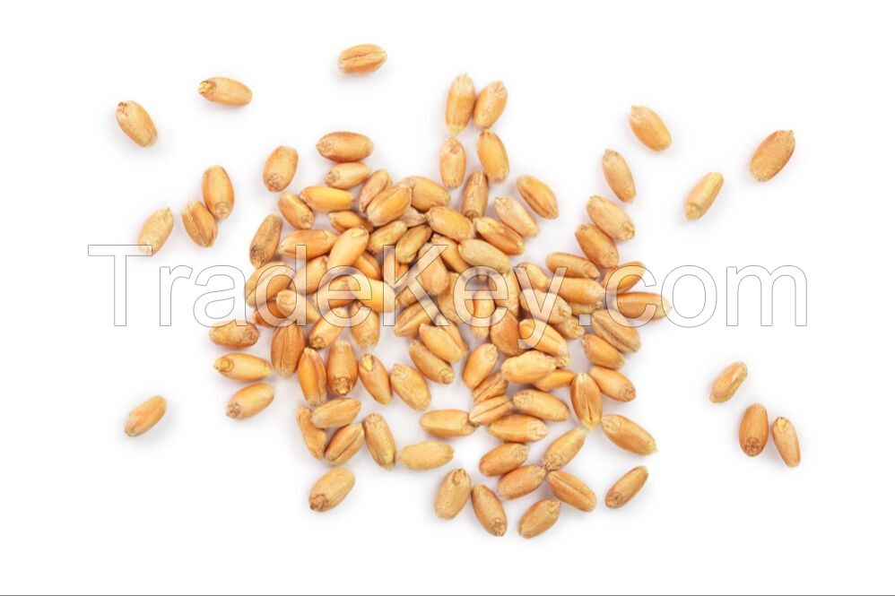 Premium Wheat For Sale: Bulk Orders Available High-quality Wheat: Competitive Wholesale Pricing Wheat Supply: Reliable Bulk Sales