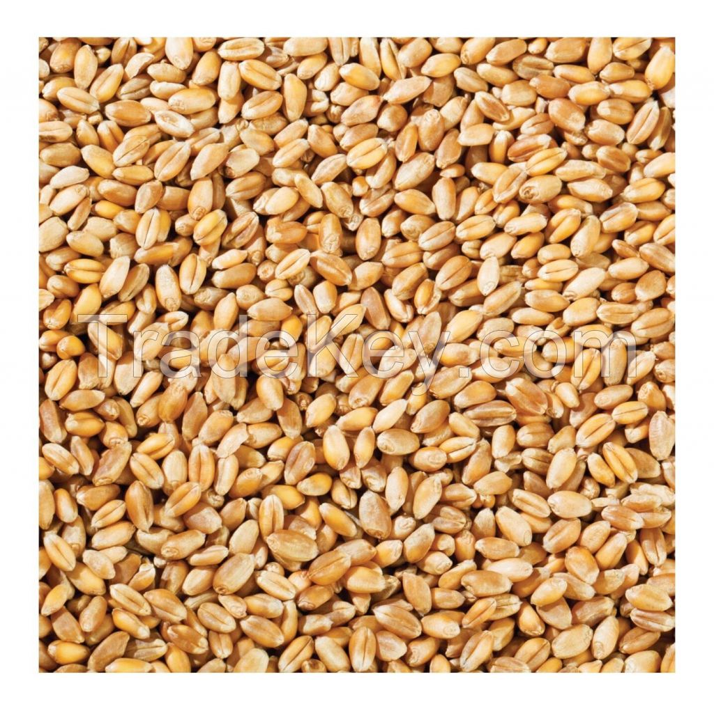 Premium Wheat For Sale: Bulk Orders Available High-quality Wheat: Competitive Wholesale Pricing Wheat Supply: Reliable Bulk Sales