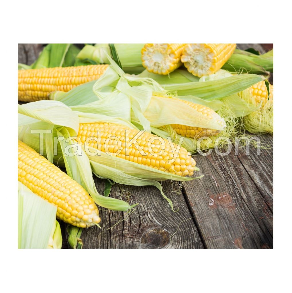 Direct Farm Price Dried Yellow Corn For Animal Feed / Wholesale Yellow Corn For Human And Animal Consumption