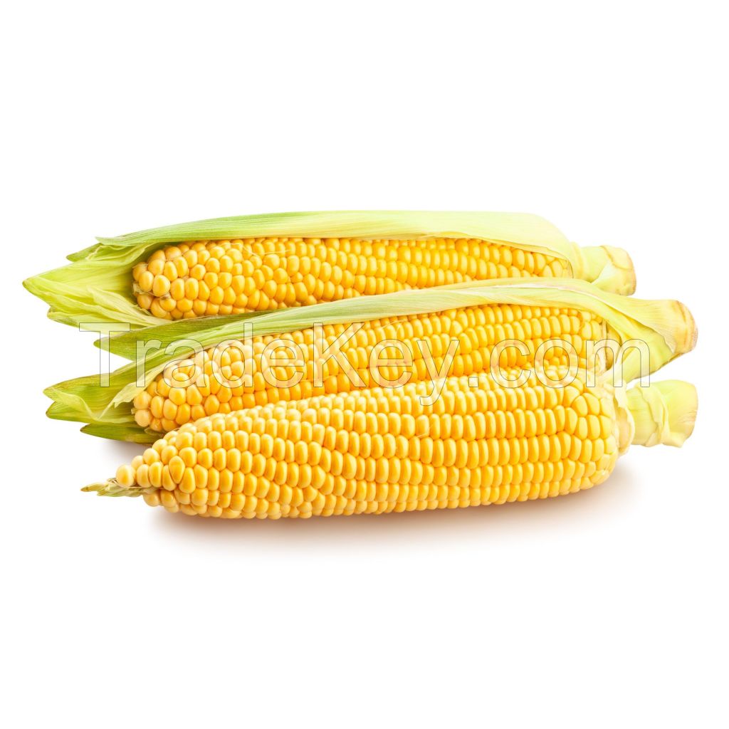 Direct Farm Price Dried Yellow Corn For Animal Feed / Wholesale Yellow Corn For Human And Animal Consumption