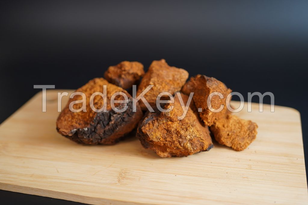 Birch Chaga Mushrooms