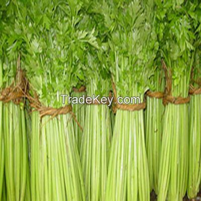 celery