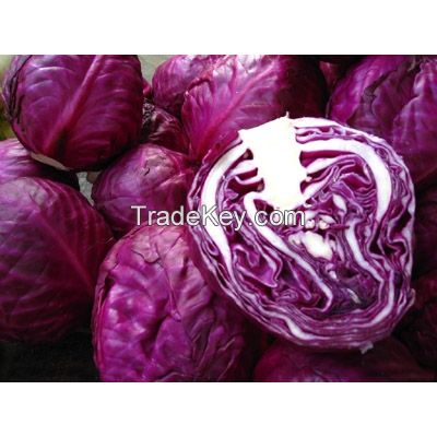 Purple cabbage