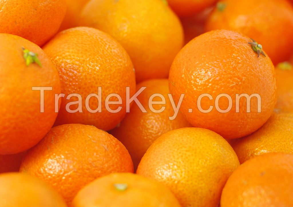 Fresh Oranges