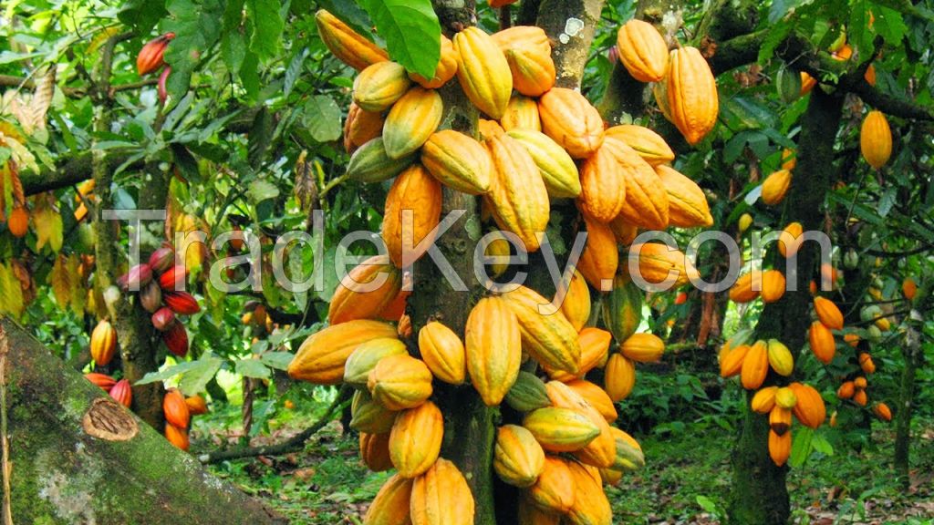 Organic Premium Cocoa Africa