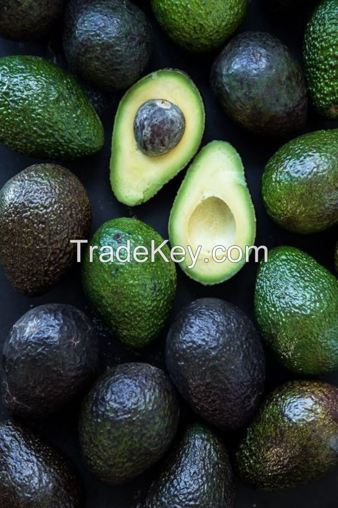 AVOCADO ALL TYPES