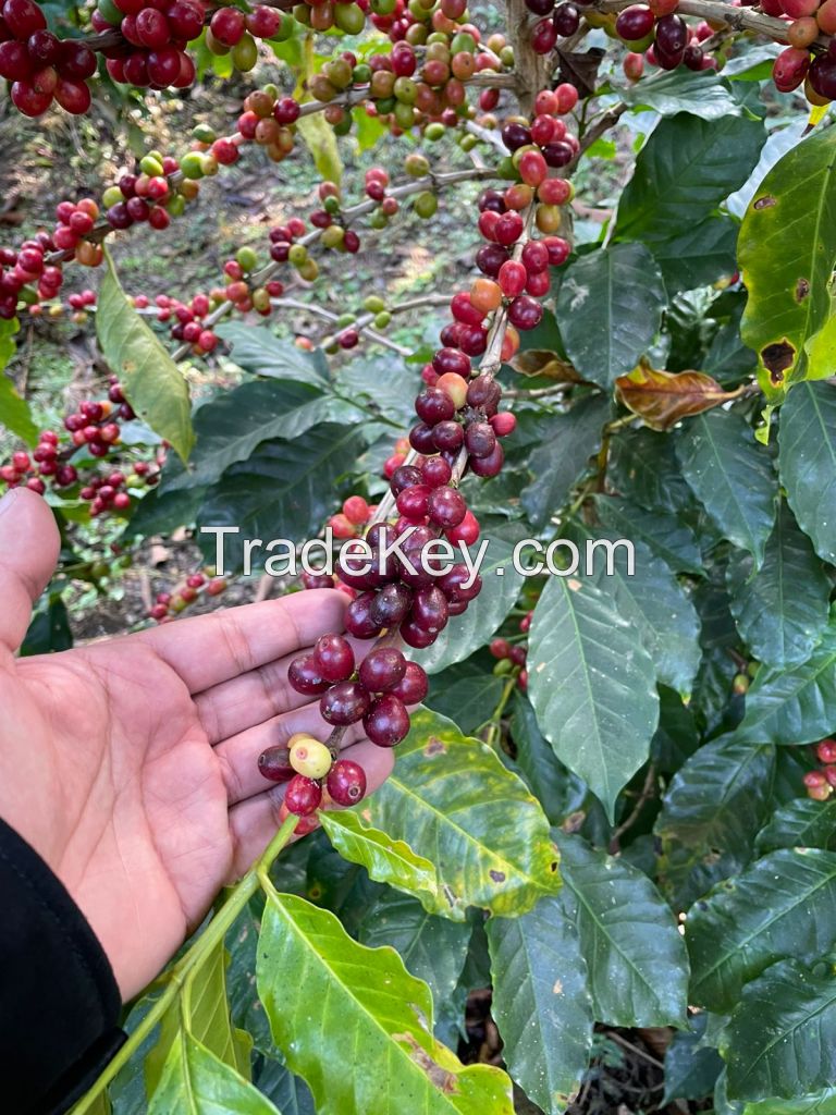 Specialty Coffee, Parchment Coffee