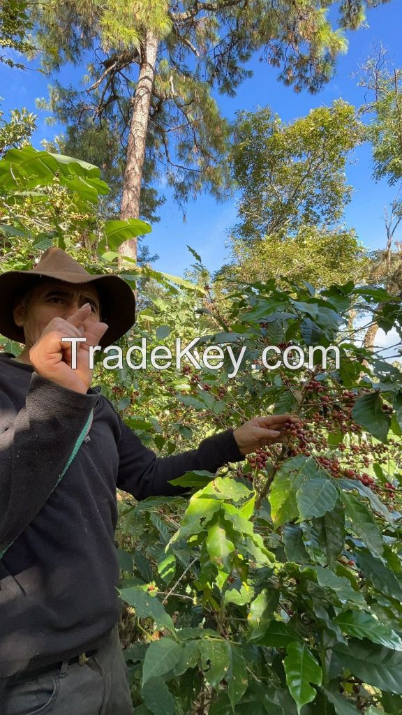 Specialty Coffee, Parchment Coffee