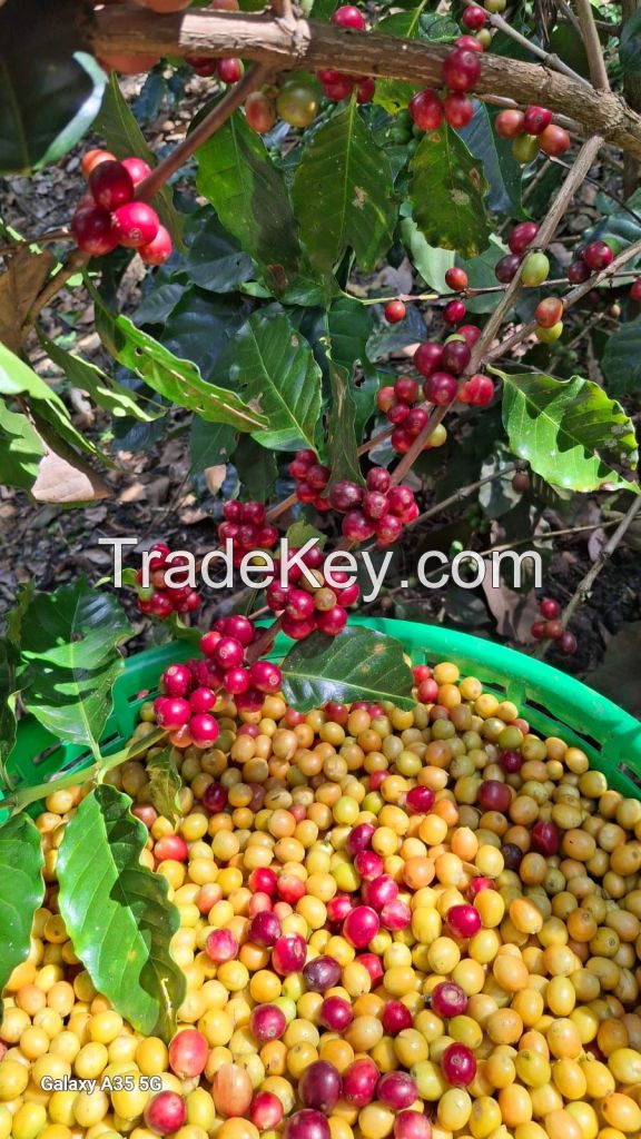 Specialty Coffee, Parchment Coffee