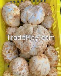 White Desert Truffle