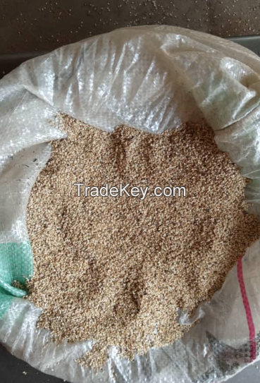 sesame seed