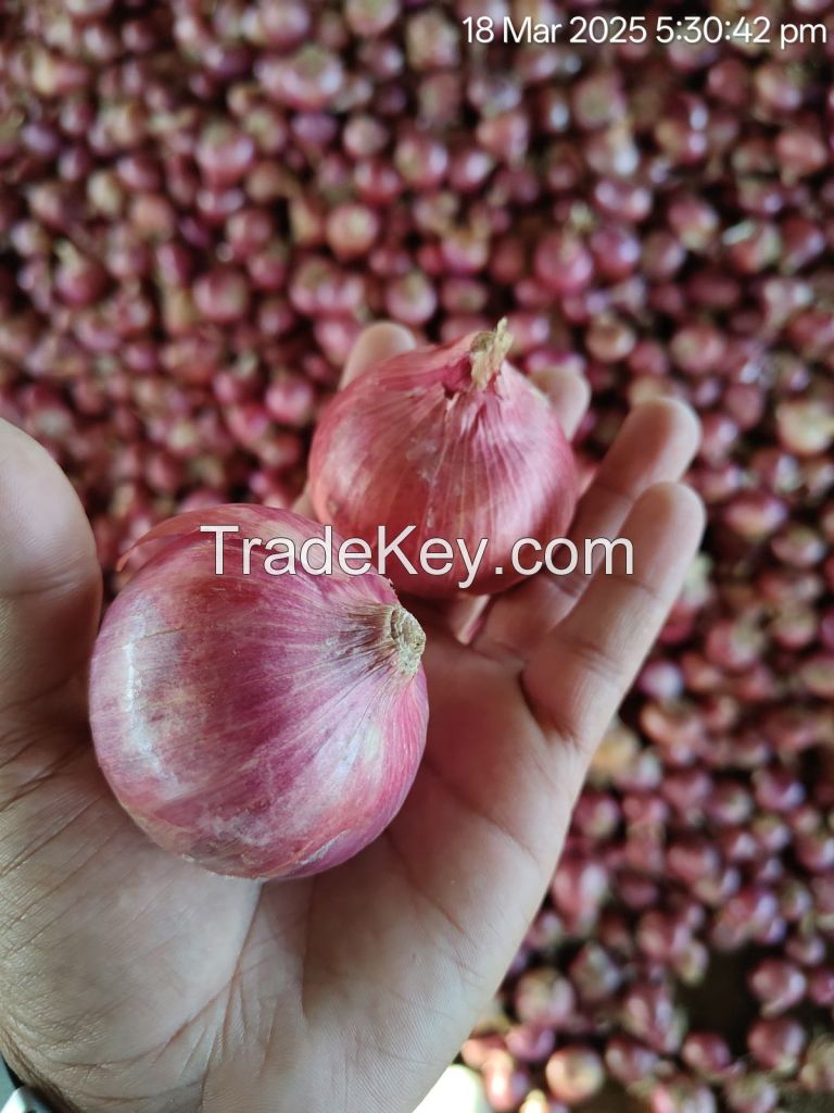 Onion