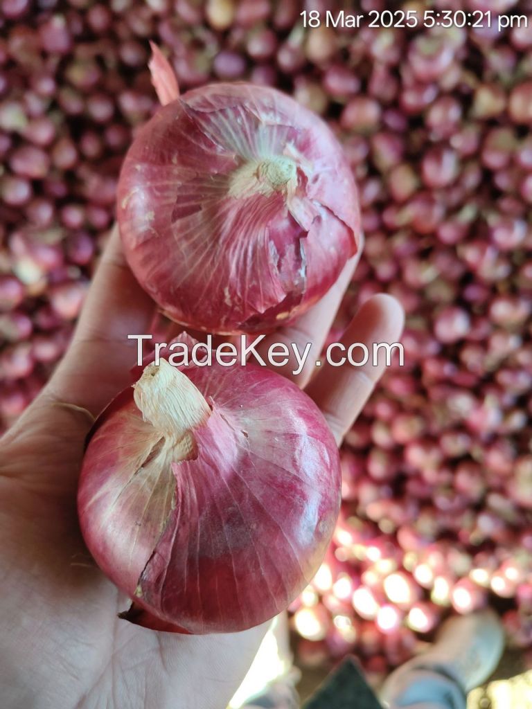 Onion