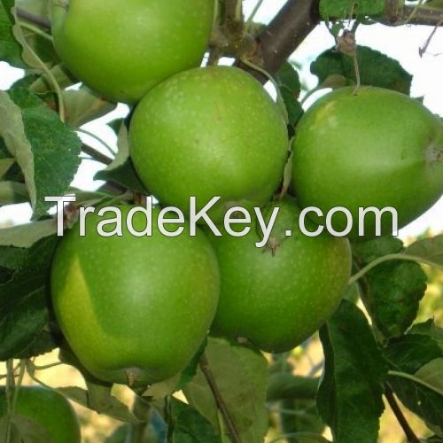 apples pears strawberries honey and other Azerbaijani fruits and products
