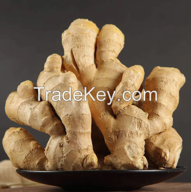 Fresh ginger crop 2023 new crop color yellow flavor spicy top quality