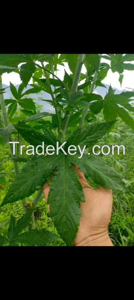 China herbs Organic Raspberry Leaves Pregnancy Tea Fruit Flavored Loose Herb Pregnant Raspberry Tea