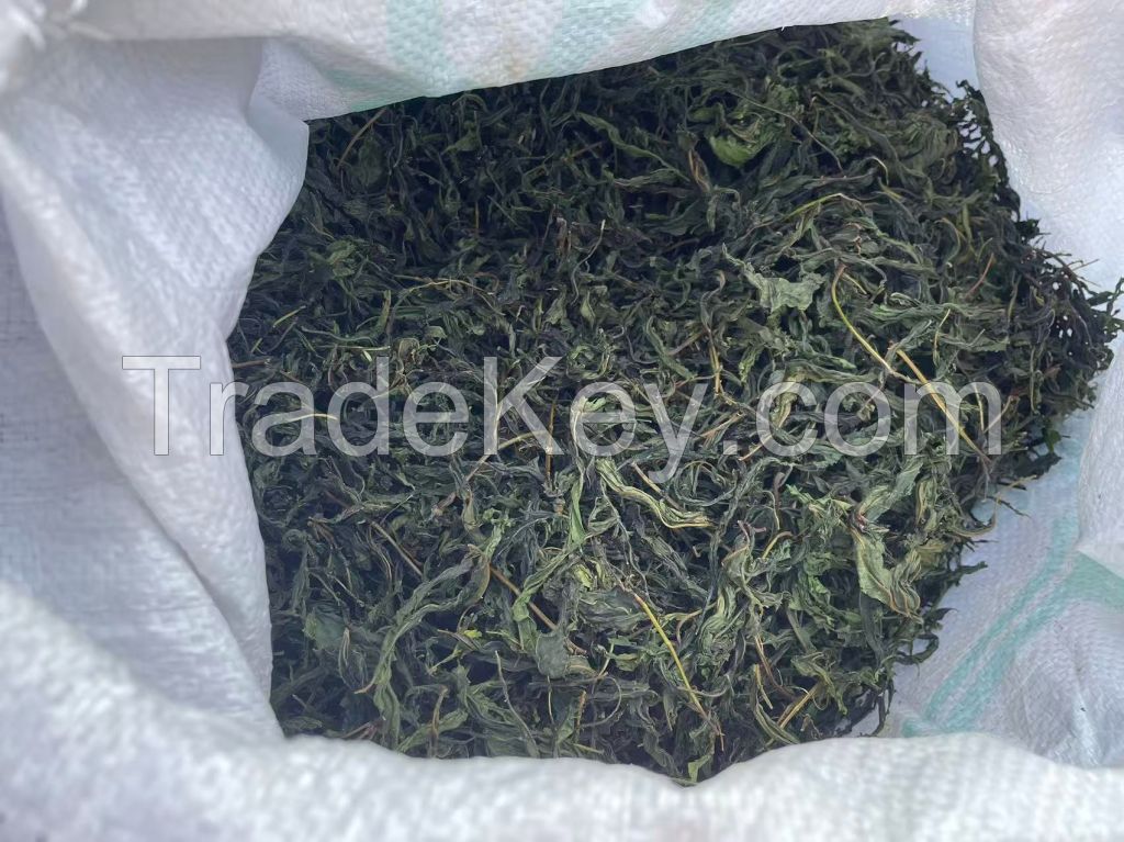 Raspberry sweet leaf Can Lower Blood Pressure and Is a Natural Sweetener Medicine, Sugar, Tea - All in One