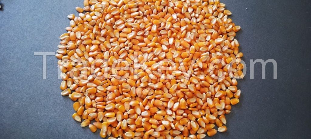 CORN