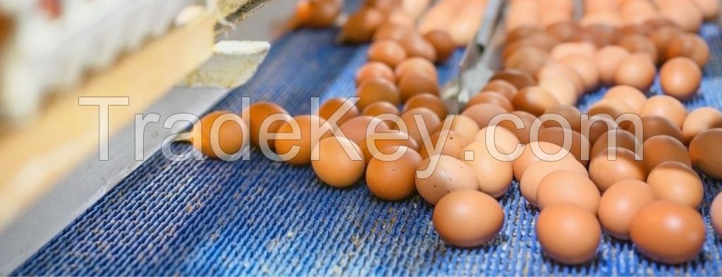 Egg&Egg products