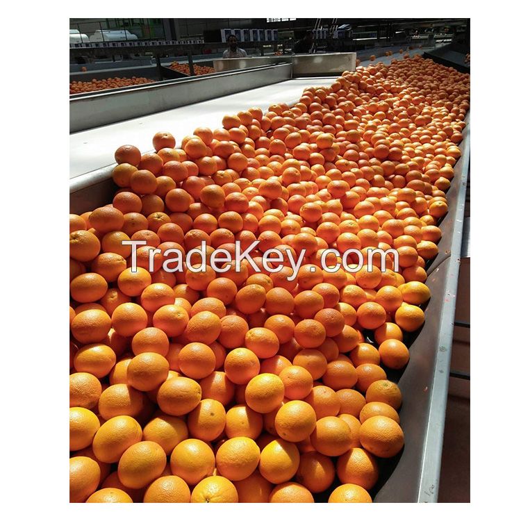 Quality Fresh Lemons / Fresh Grapes / Fresh Orange Grade A 