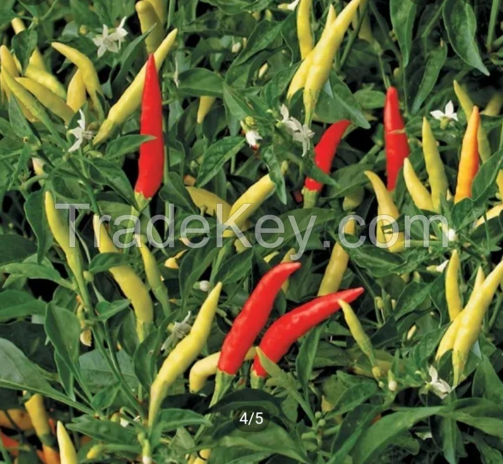 white cayenne pepper spicy