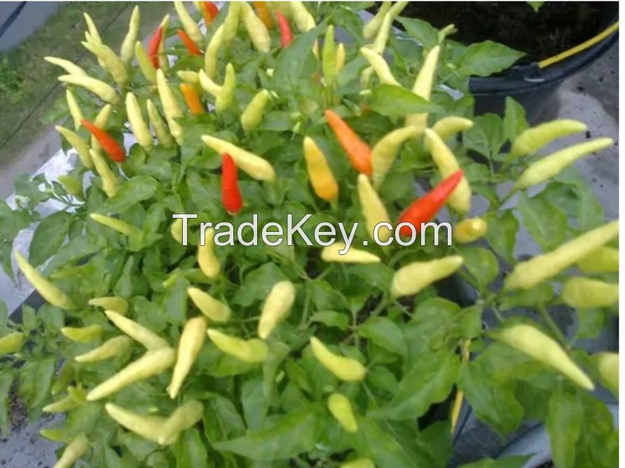 white cayenne pepper spicy