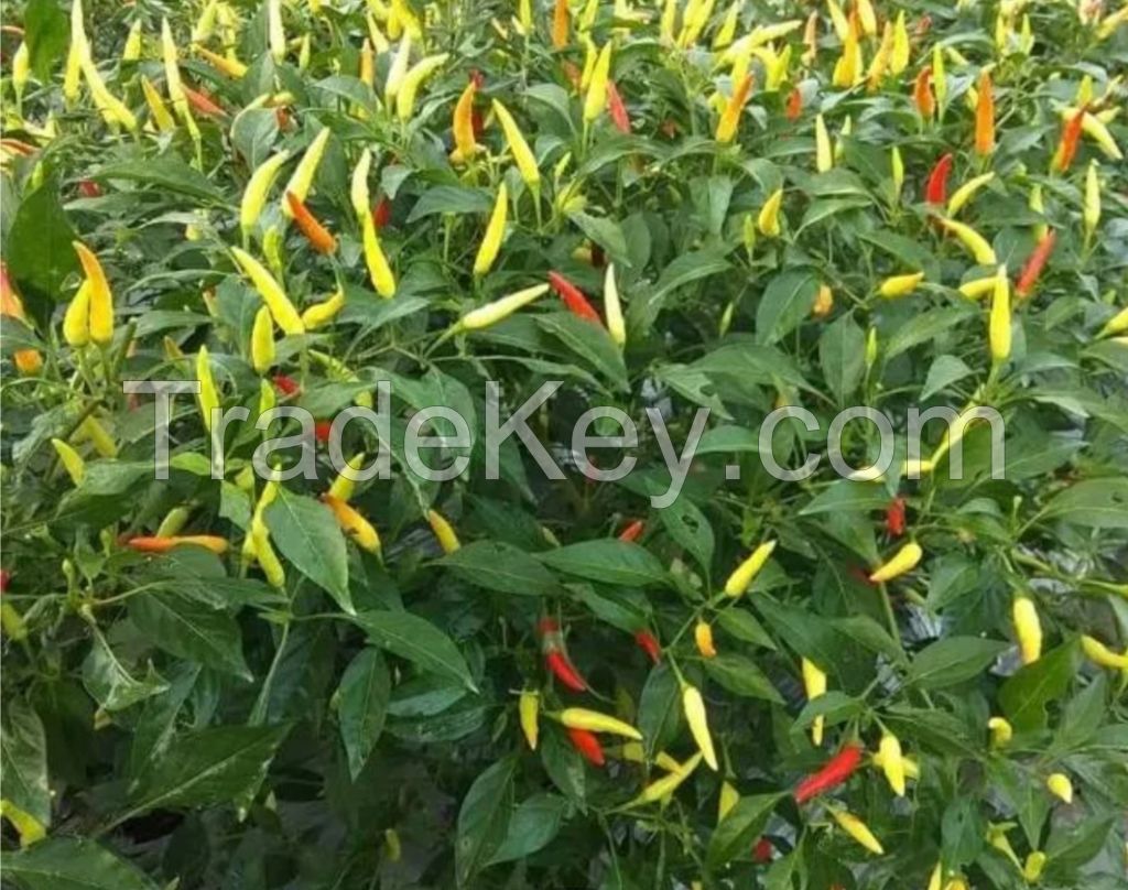 white cayenne pepper spicy